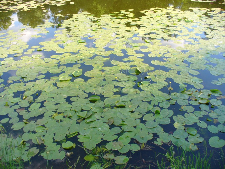 Водяные растения Москвы