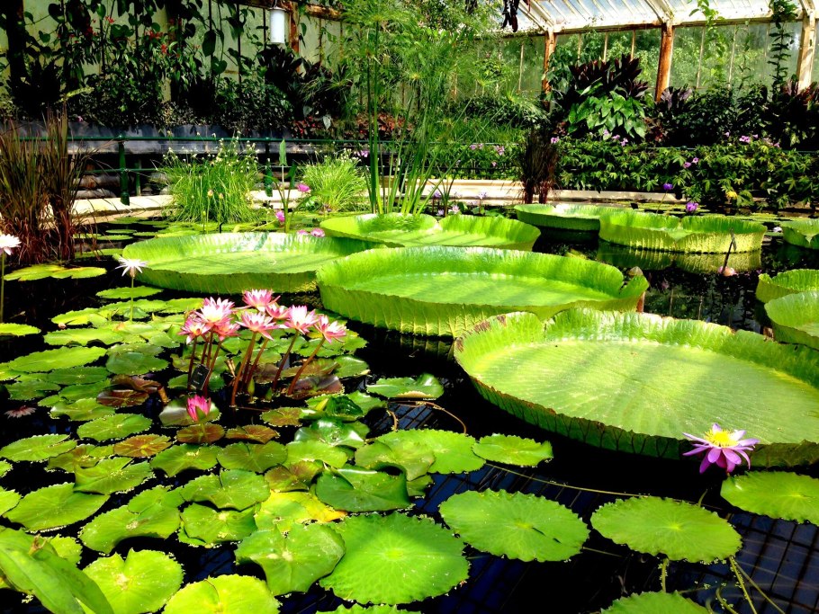 Виктория Амазонская Лондонский Ботанический сад