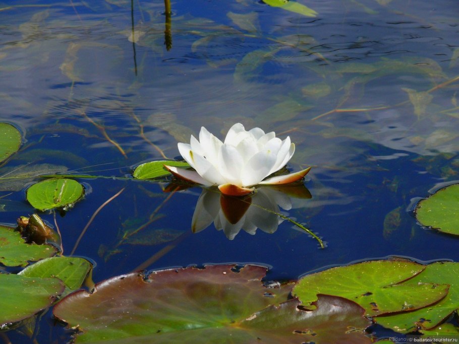 Кувшинка белоснежная Марий Эл
