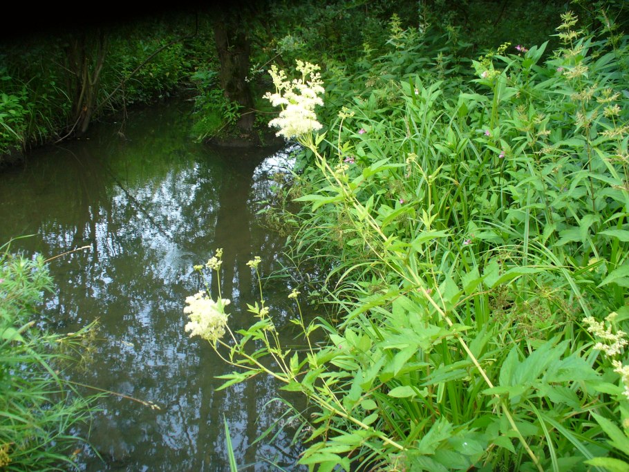 Растения вдоль реки