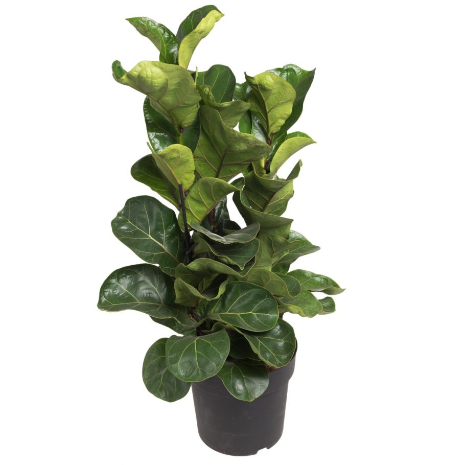 Фикус лирата bambino