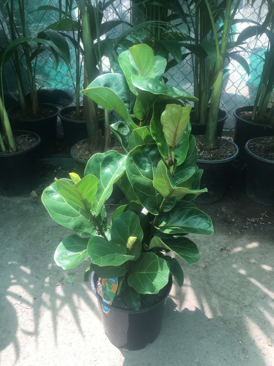 Фикус лирата гигант