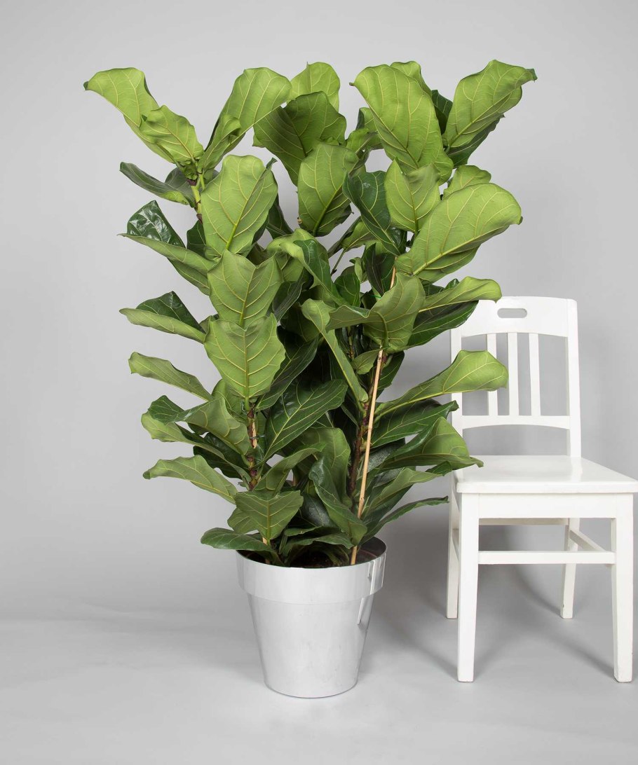 Фикус лирата Биг Лив