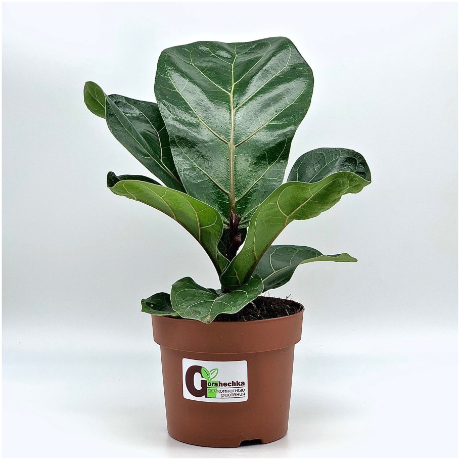 Фикус лирата Бамбино