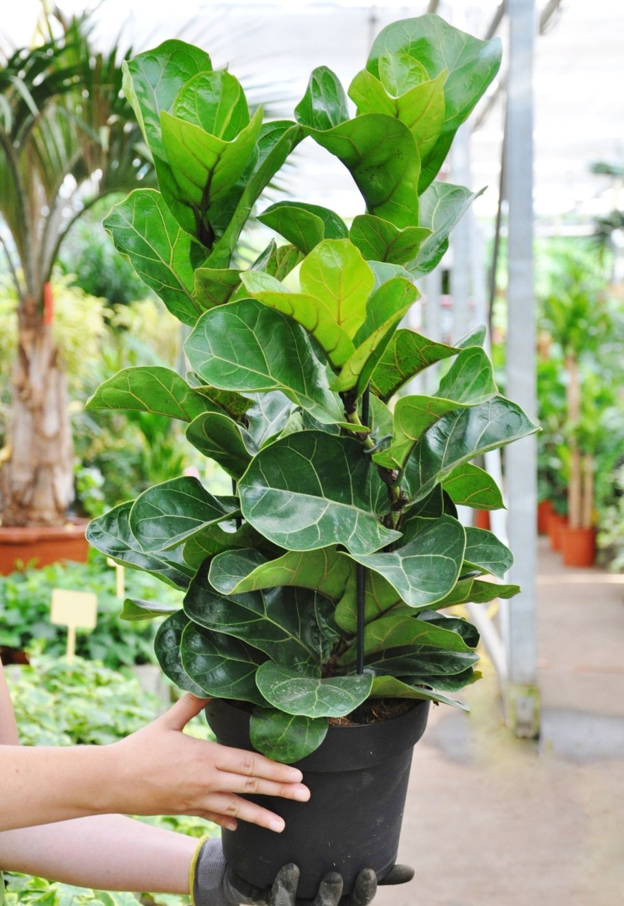 Фикус лирата bambino
