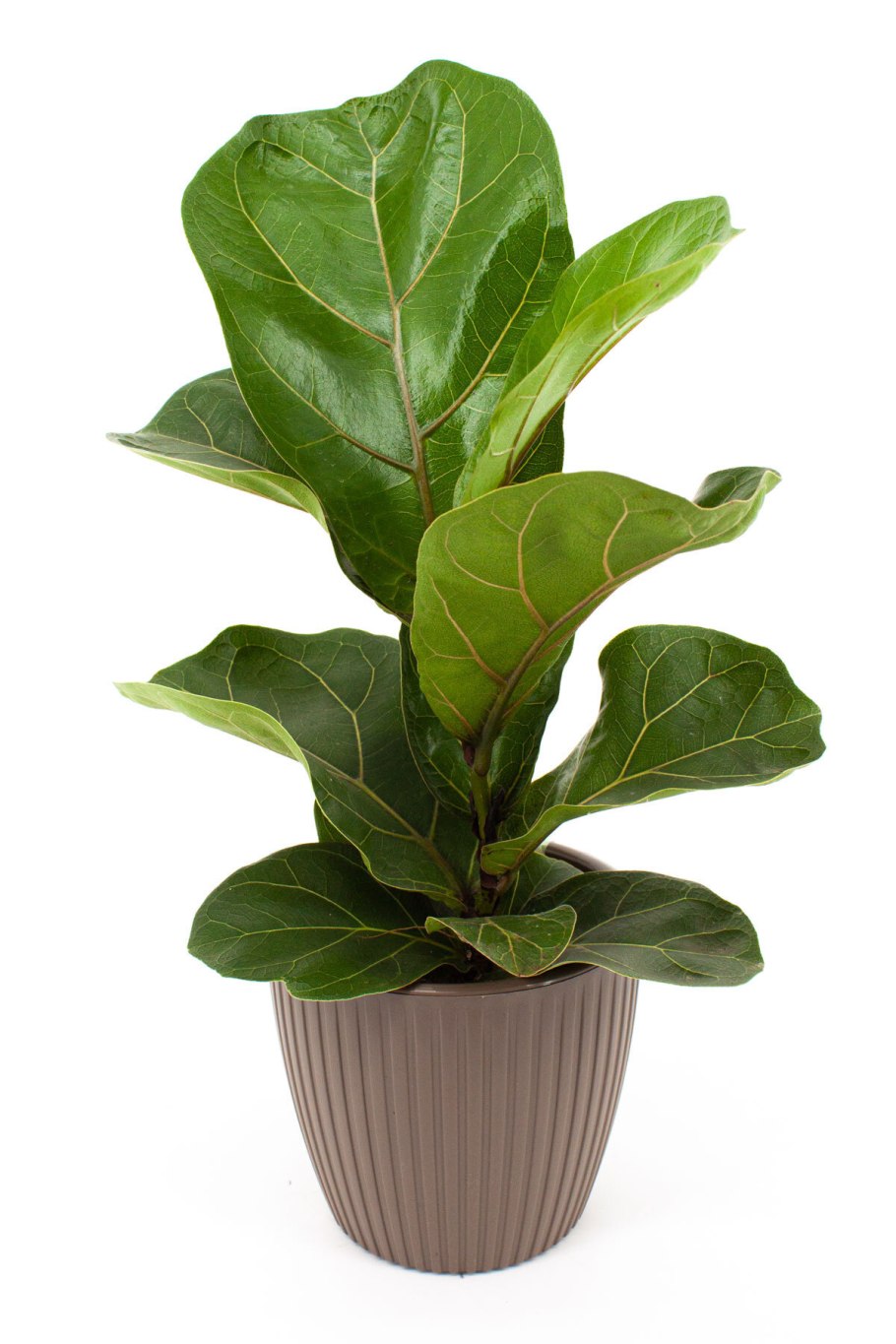 Лирата Бамбино