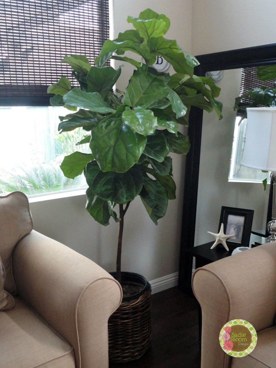 Фикус лирата columnaris