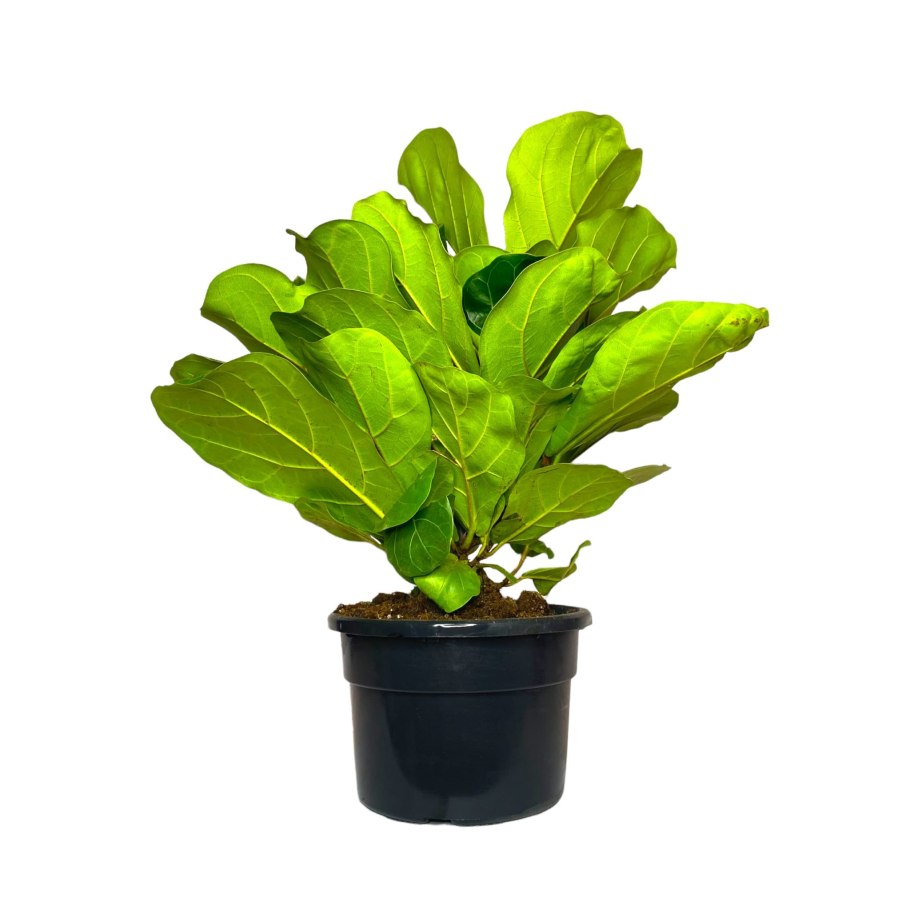 Фикус лировидный