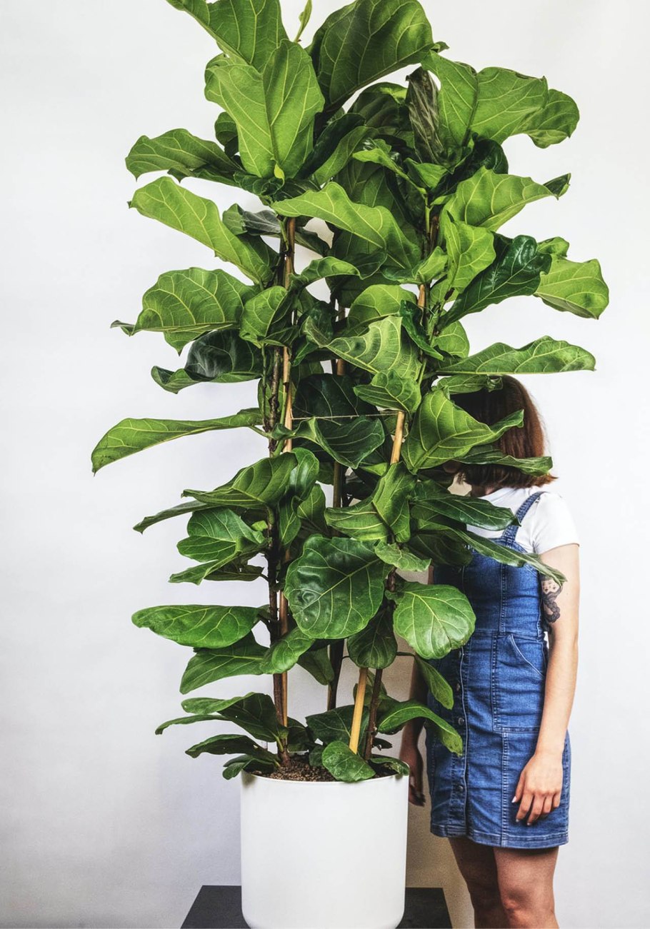 Жасмин лировидный