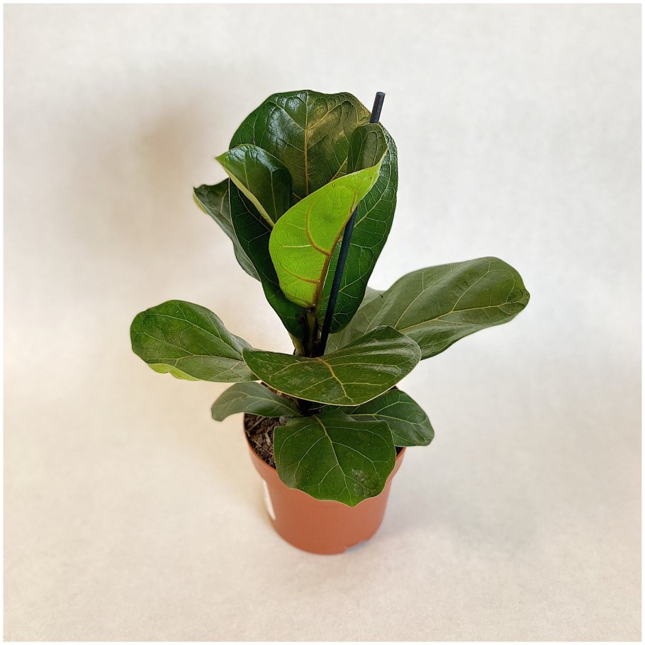 Фикус лирата d17 h 60