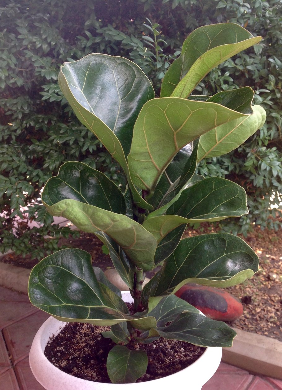 Фикус лирата Бамбино