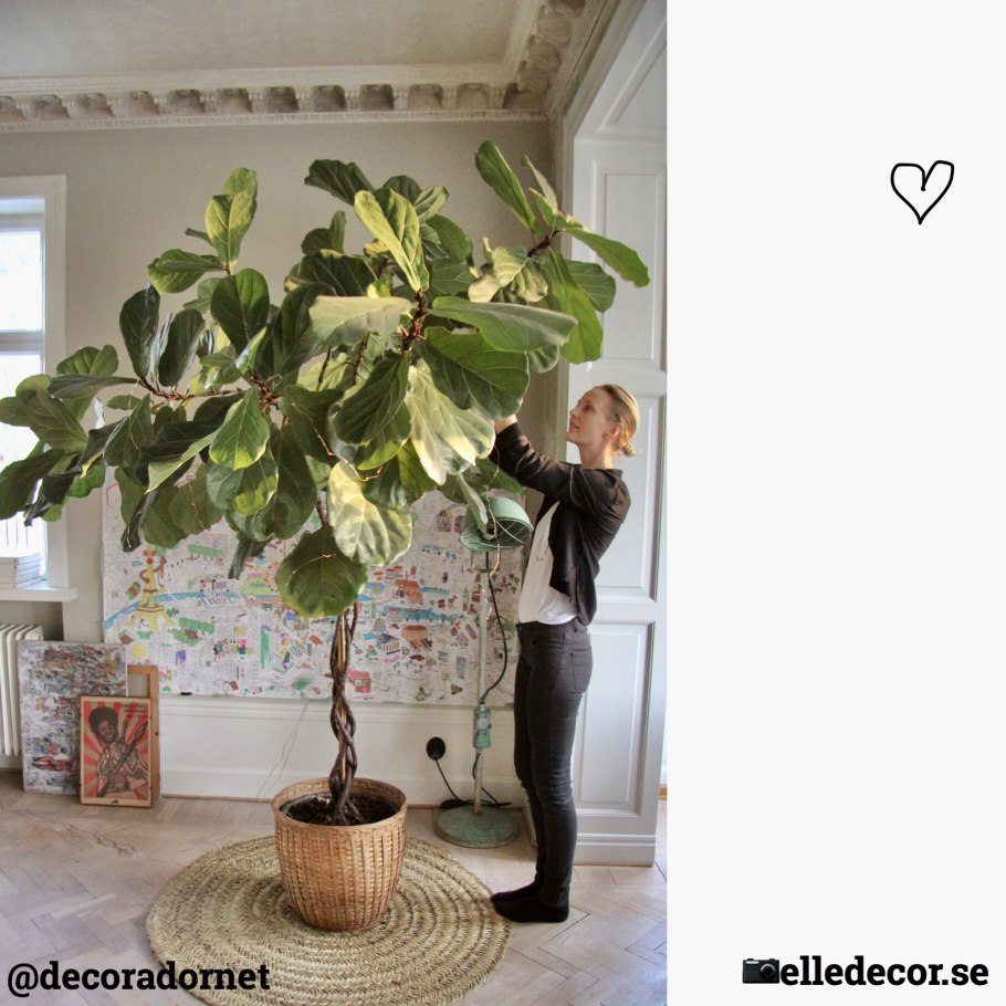 Фикус лирата Бамбино