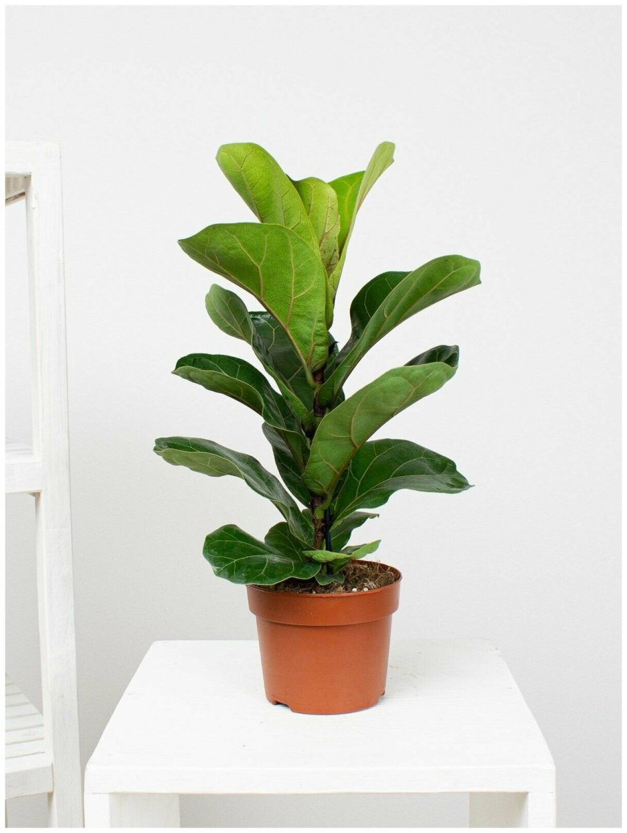 Фикус лирата 21/110