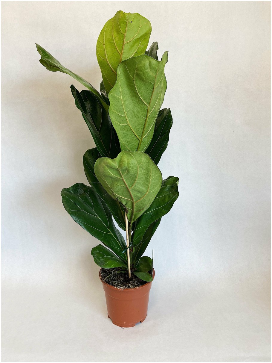 Фикус лирата Биг Лив