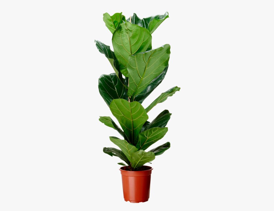 Фикус лировидный цветение