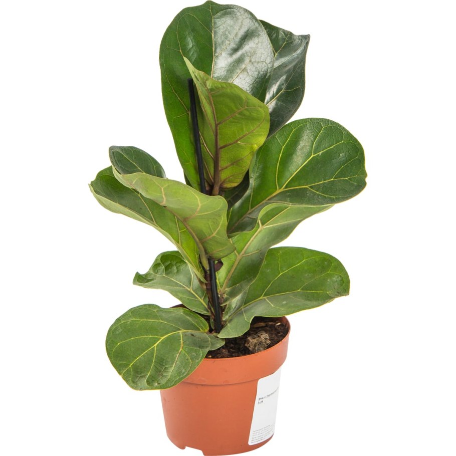 Фикус лировидный