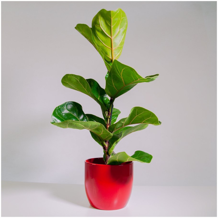 Фикус лировидный