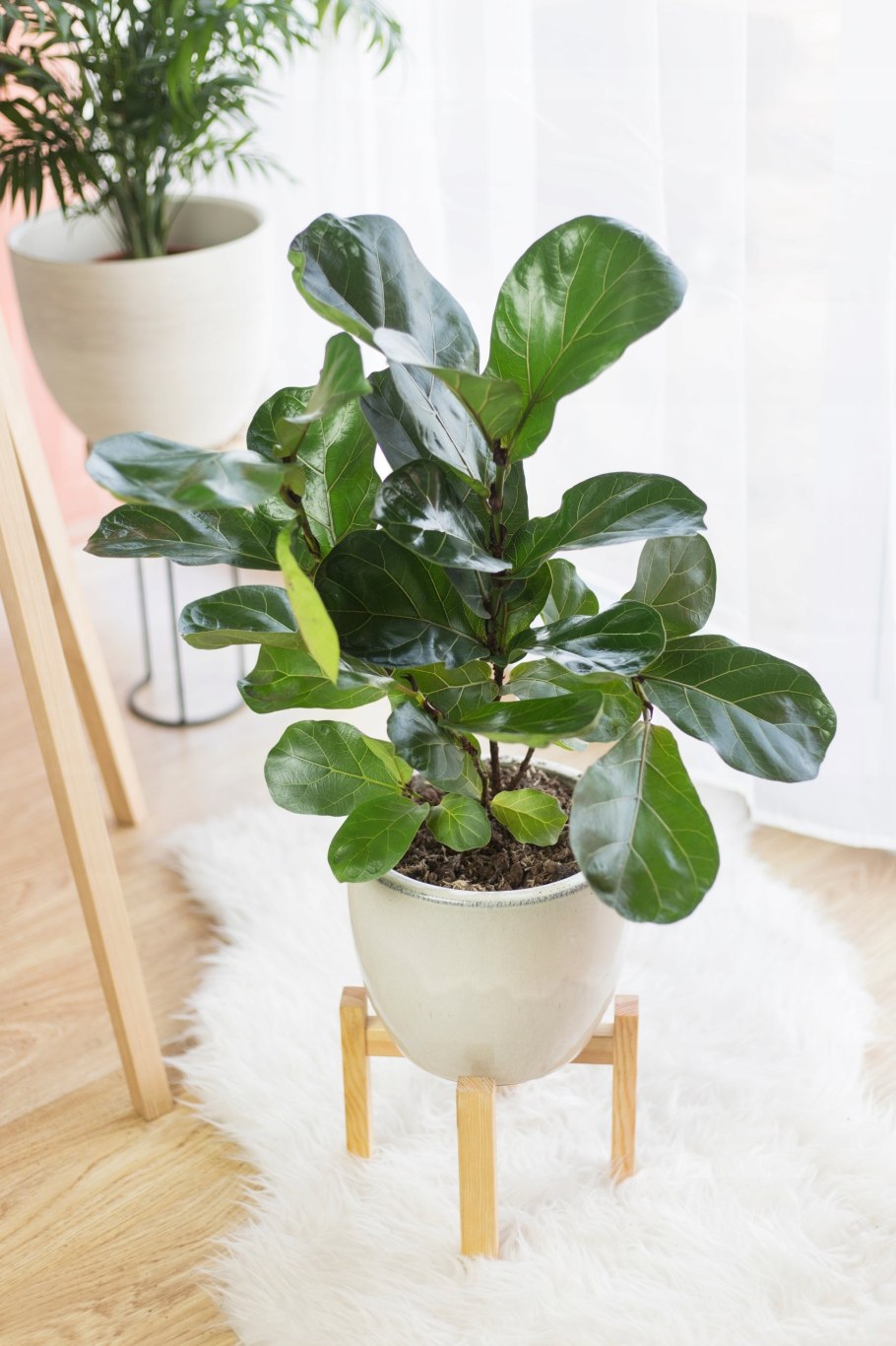 Лирата Бамбино