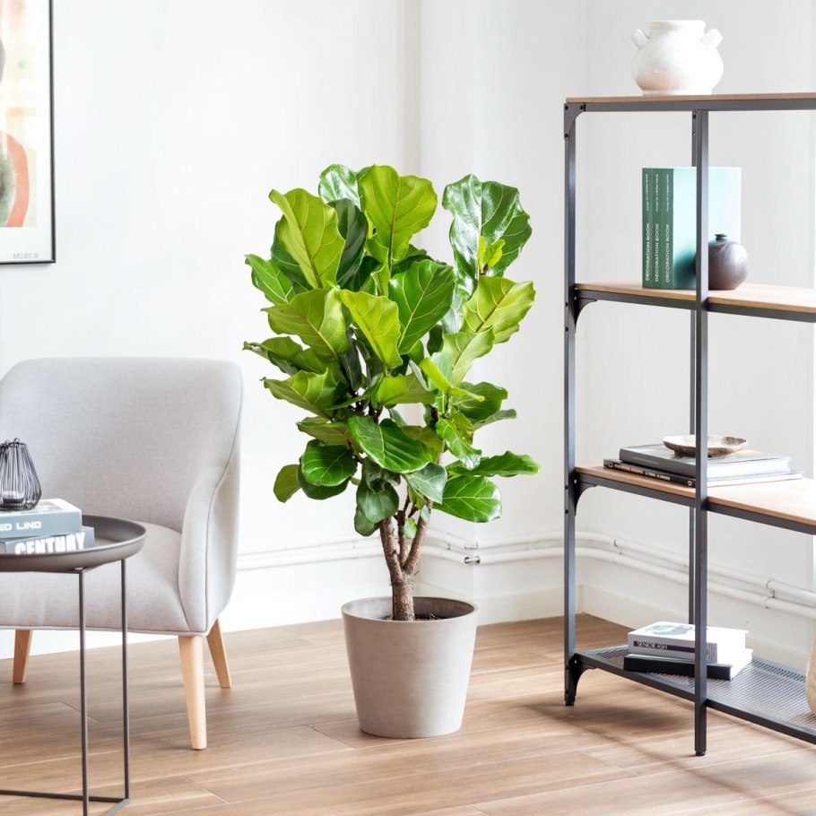 Фикус Бамбино