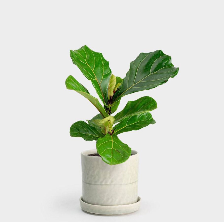 Фикус лирата Бамбино