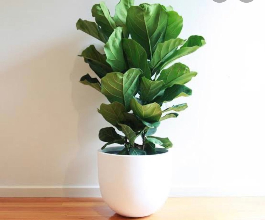 Фикус лирата икеа