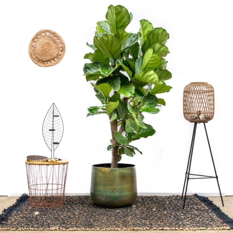 Фикус лировидный