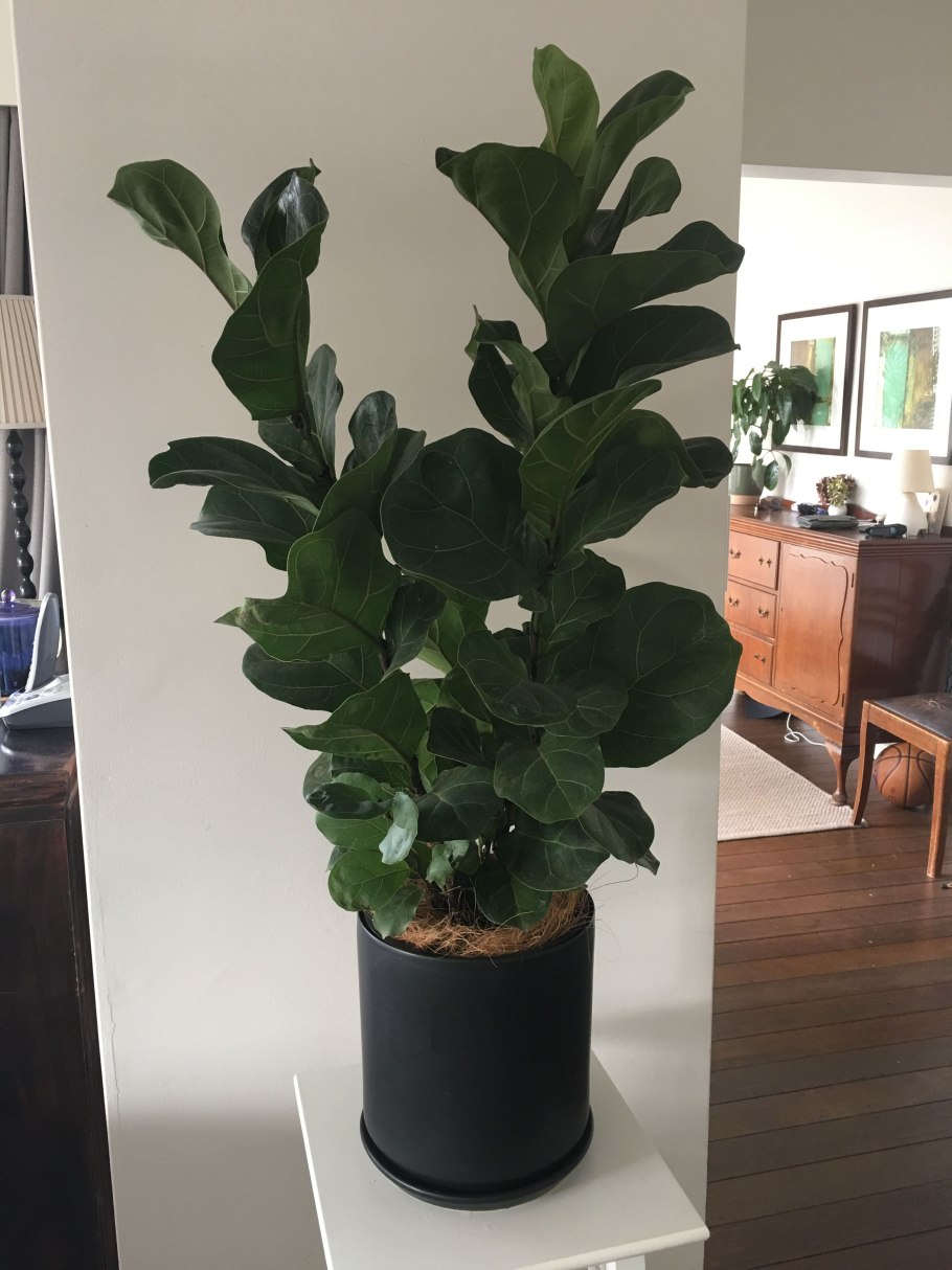 Фикус лирата Бамбино