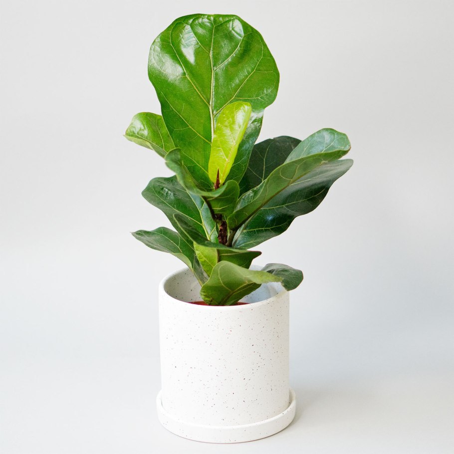 Лирата Бамбино