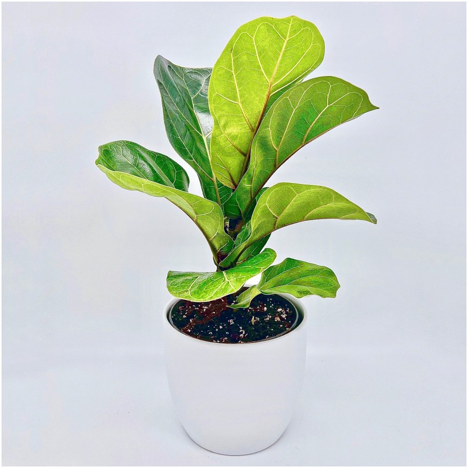 Фикус лирата на штамбе