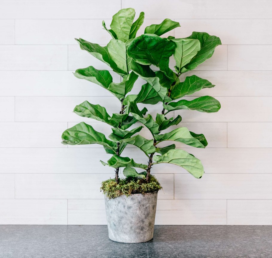 Фикус лирата Бамбино