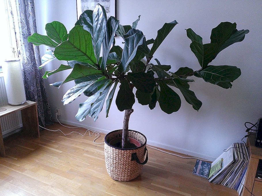 Фикус лирата bambino