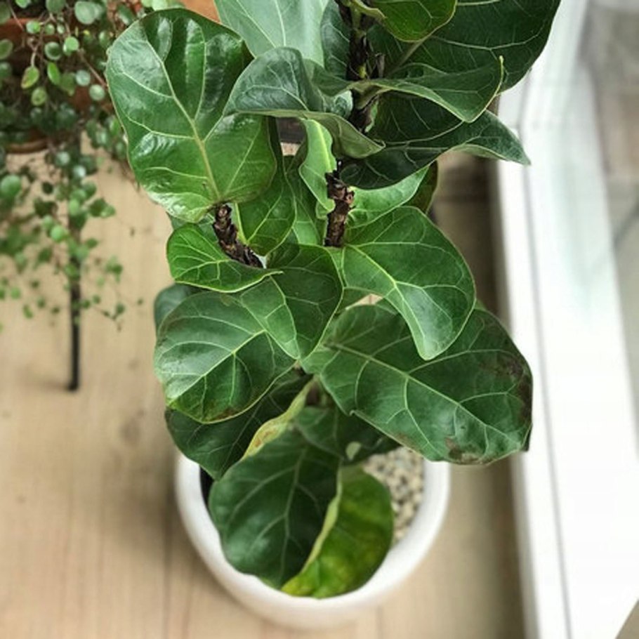 Фикус лирата