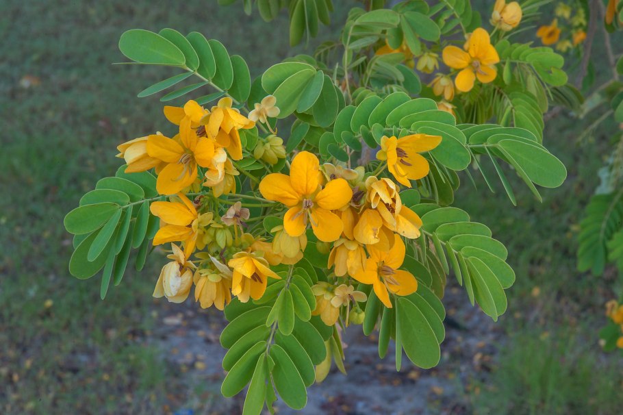 Сенна остролистная