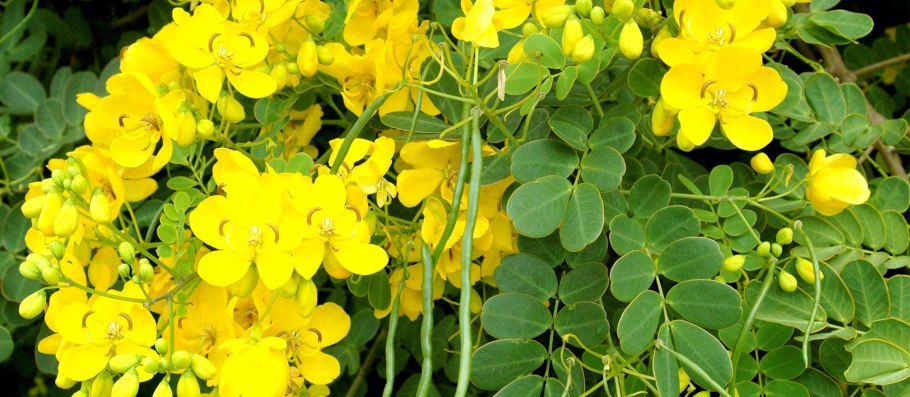 Кассия узколистная