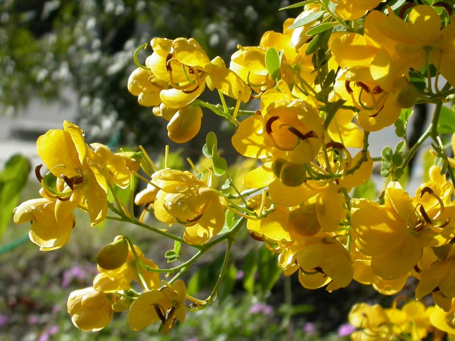 Кассия трубчатая