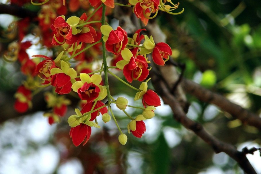 Кассия Ренигера Камилла