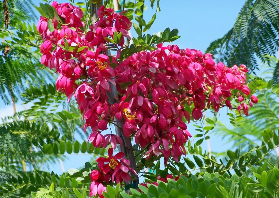 Кассия Ренигера Камилла