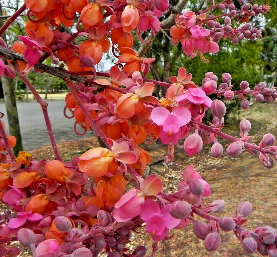 Кассия (Cassia Fistula) дерево
