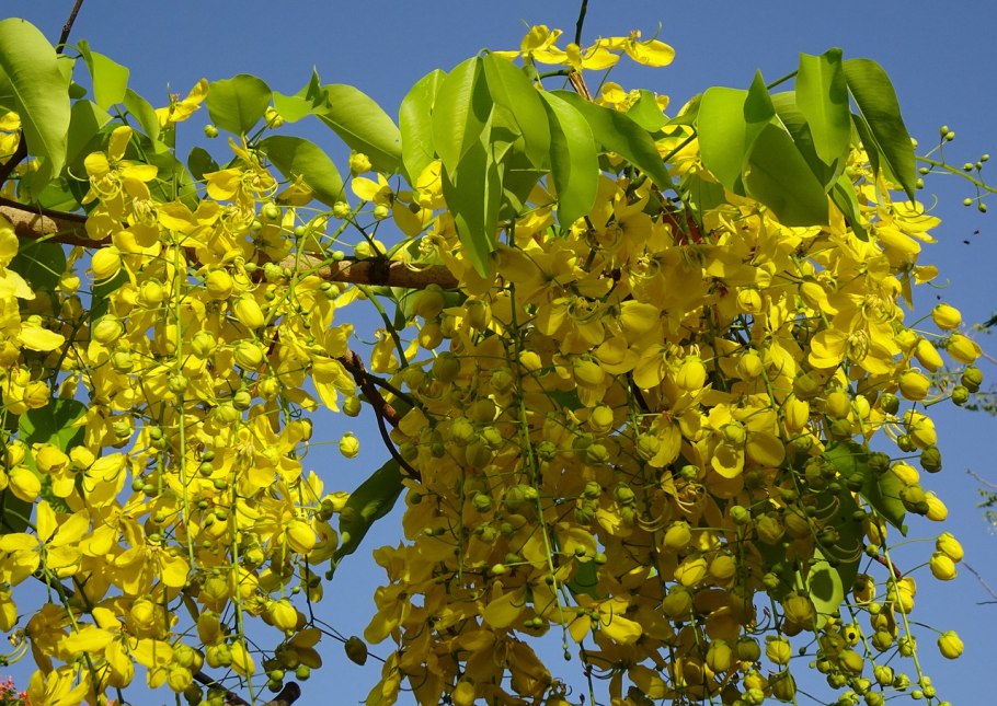 Cassia Fistula, Golden Shower Tree