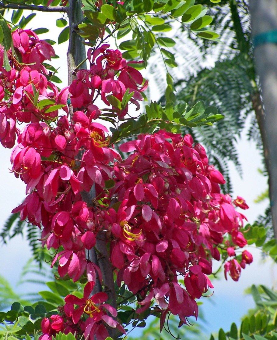 Кассия Ренигера Камилла