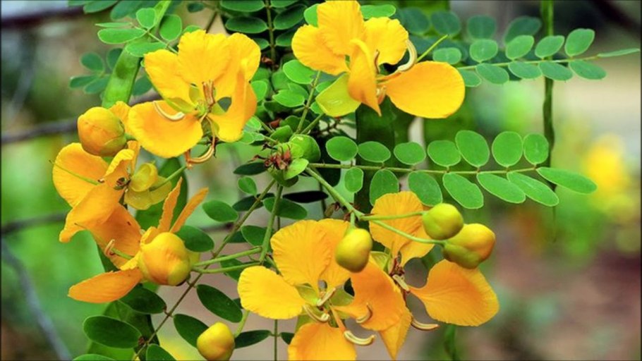 Кассия трубчатая