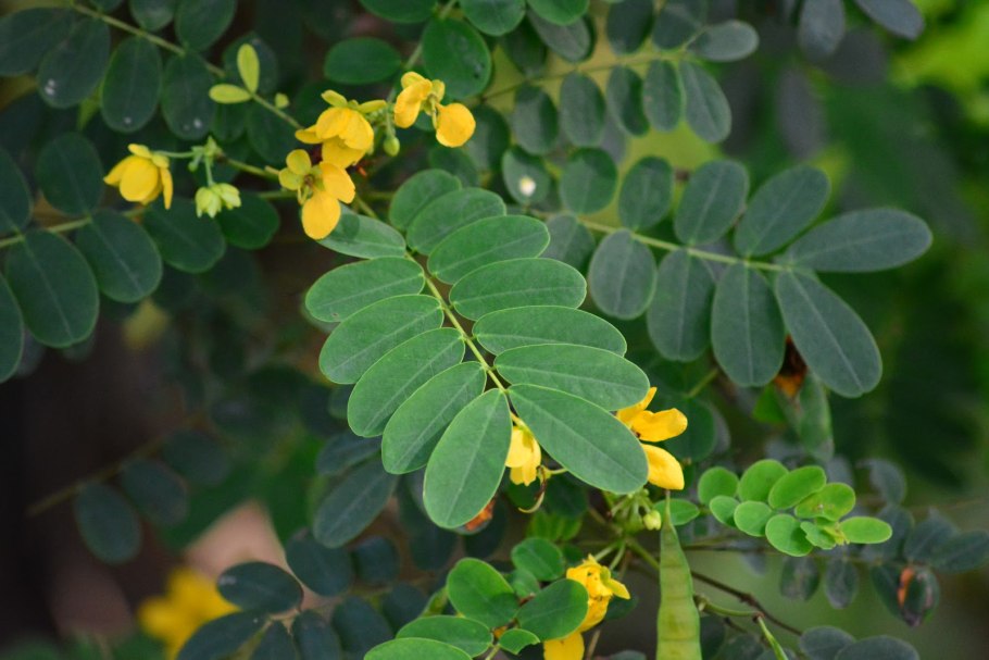 Сенна узколистная