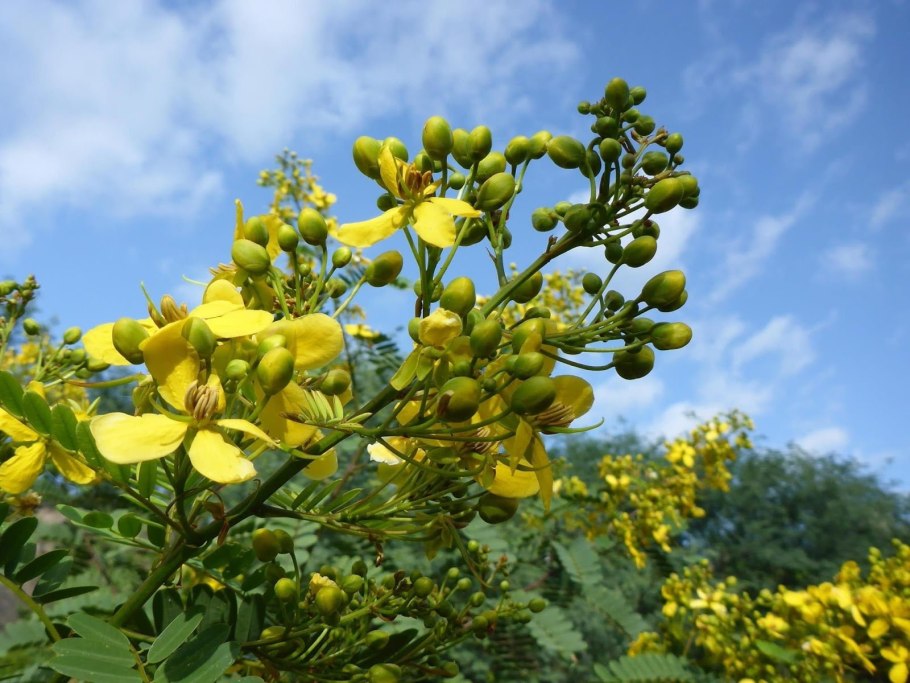 Кассия остролистная