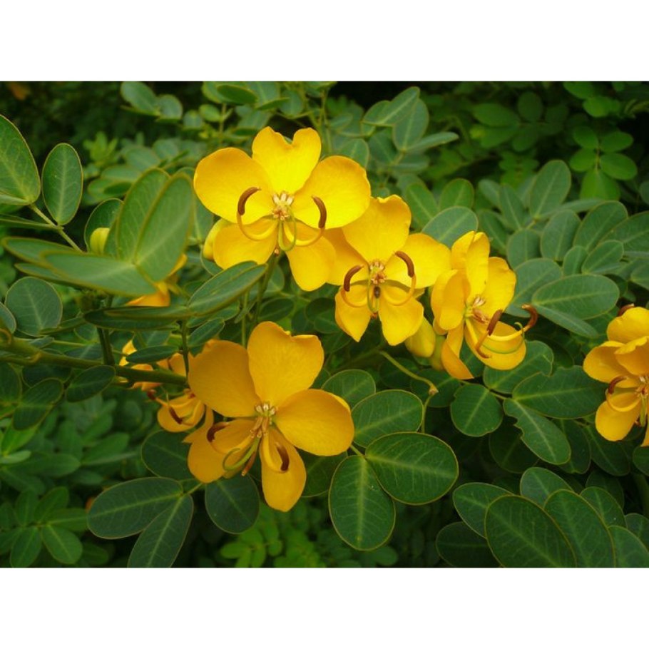 Кассия Ренигера