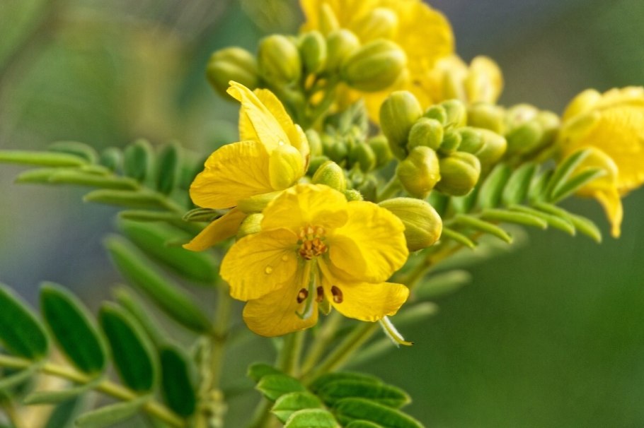 Кассия дерево