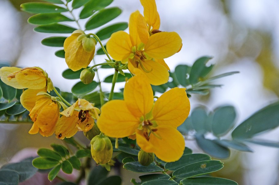 Кассия (Сенна) остролистная — Cassia acutifolia del.