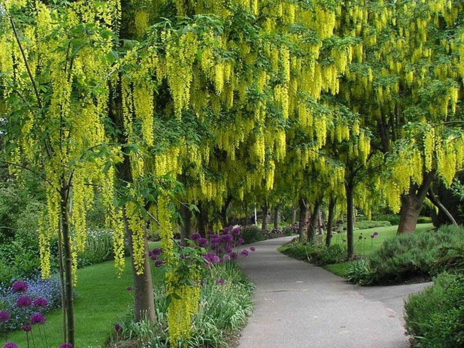 Кассия трубчатая