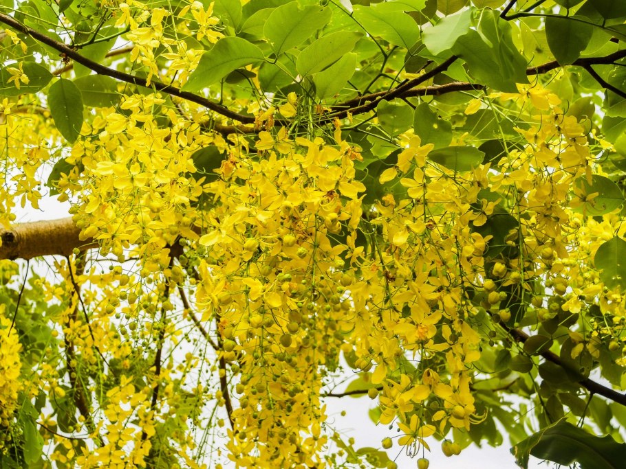 Кассия желтая