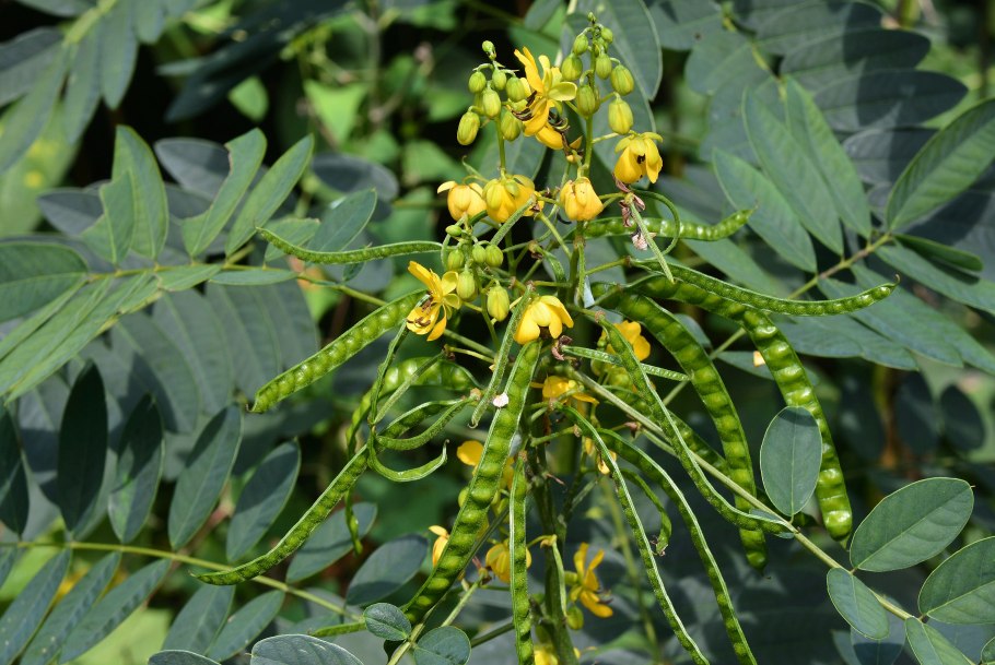 Кассия дерево