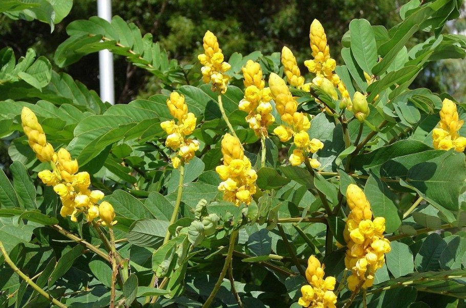 Сенна растение